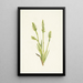 Spiranthes à capuchon Ibidium strictum - Mary Vaux Walcott — ingelijst kunstwerk aan de muur