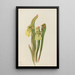 Sarracénie à capuchon Sarracenia minor - Mary Vaux Walcott — ingelijst kunstwerk aan de muur