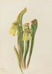 Sarracénie à capuchon Sarracenia minor - Mary Vaux Walcott — weergave van het kunstwerk