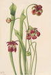 Sarracénie hybride - Mary Vaux Walcott — weergave van het kunstwerk