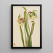 Sarracénie hybride Sarracenia minor - Mary Vaux Walcott — ingelijst kunstwerk aan de muur