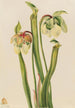 Sarracénie hybride Sarracenia minor - Mary Vaux Walcott — weergave van het kunstwerk