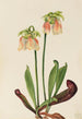 Sarracénie hybride Sarracenia minor x psittacina - Mary Vaux Walcott — weergave van het kunstwerk