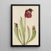 Sarracénie hybride Sarracenia rubra x purpurea venosa - Mary Vaux Walcott — ingelijst kunstwerk aan de muur