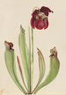 Sarracénie hybride Sarracenia rubra x purpurea venosa - Mary Vaux Walcott — weergave van het kunstwerk
