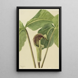 Mary Vaux Walcott - Jackinthepulpit Arisaema triphyllum.webp