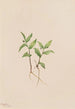Kruhsea Kruhsea streptopoides - Mary Vaux Walcott — artwork view