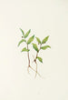 Fleur de Kruhsea Kruhsea streptopoides - Mary Vaux Walcott — artwork view
