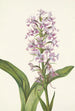 Orchidée frangée pourpre Habenaria grandiflora - Mary Vaux Walcott — artwork view