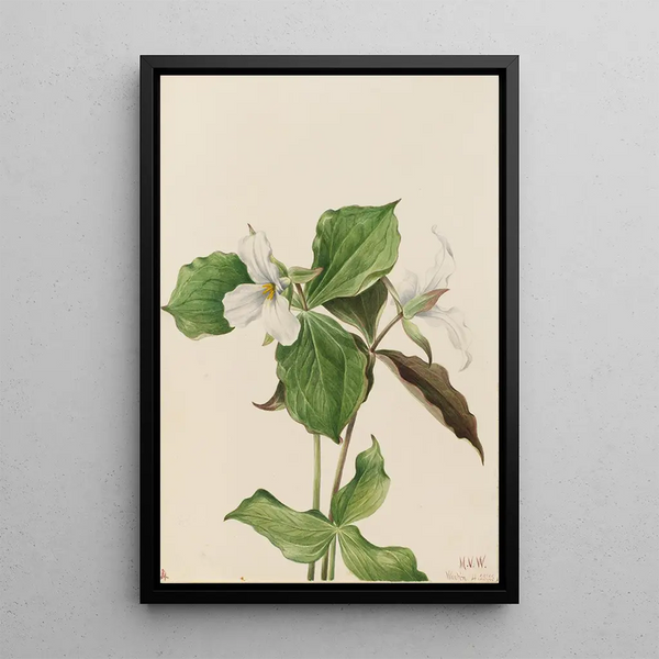 Mary Vaux Walcott - Large White Trillium Trillium grandiflorum.webp