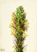 Agave lechuguilla - Mary Vaux Walcott — weergave van het kunstwerk