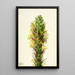 Agave lechuguilla - Mary Vaux Walcott — ingelijst kunstwerk aan de muur