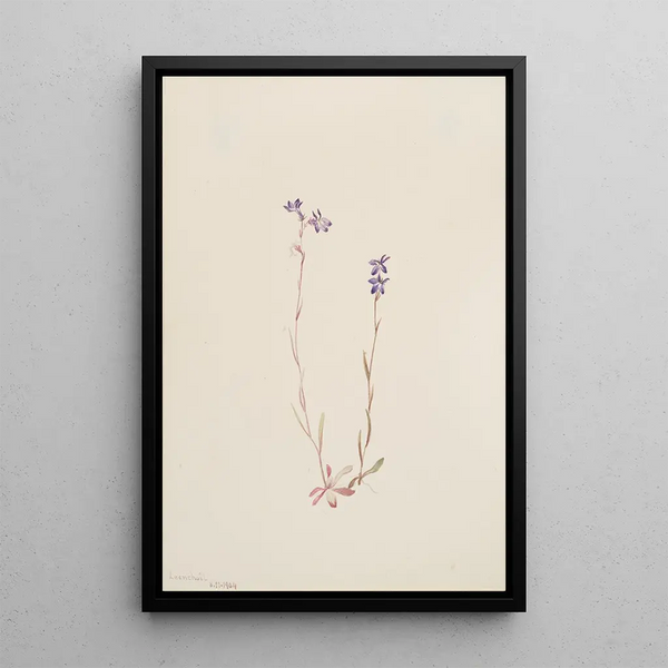 Mary Vaux Walcott - Lobelia Kalmii.webp