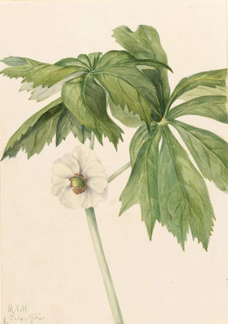 Mary Vaux Walcott - Mayapple Podphyllum paltatum.webp