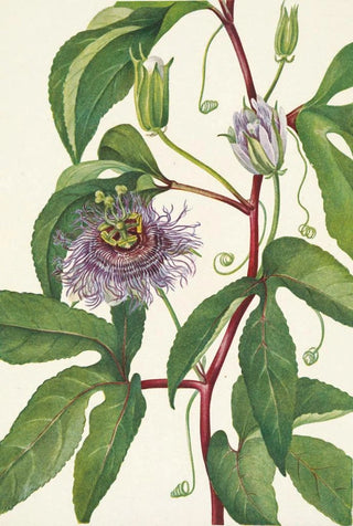 Mary Vaux Walcott - Maypop Passiflora incarnata.webp