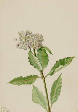 Mary Vaux Walcott - Milkweed Ascelpias.webp