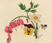 Gemengde bloemen - Mary Vaux Walcott — weergave van het kunstwerk