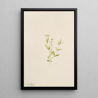 Mary Vaux Walcott - Moehringia laberiflora.webp