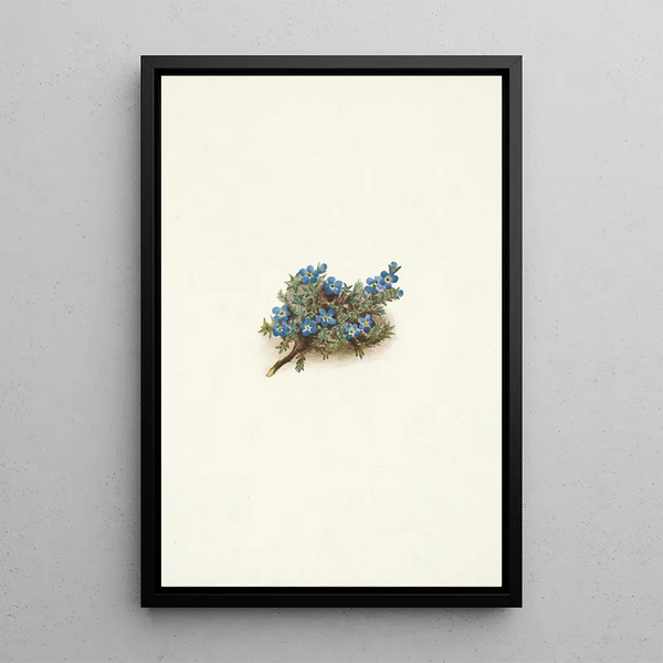 Mary Vaux Walcott - Moss Forgetmenot Eritrichum elongatum.webp