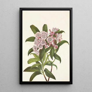 Mary Vaux Walcott - Mountainlaurel Kalmia Latifolia.webp