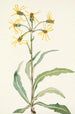 Séneçon lugubre Senecio lugens - Mary Vaux Walcott — weergave van het kunstwerk