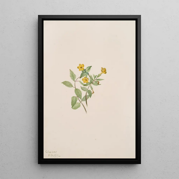 Mary Vaux Walcott - MuskFlower Mimulus moschatus.webp