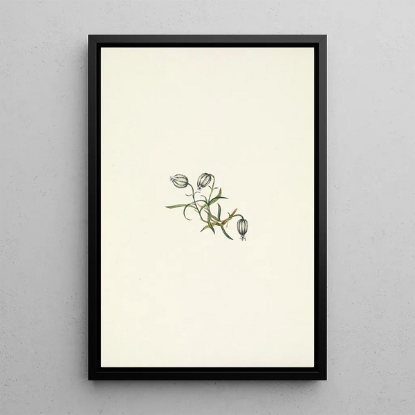 Mary Vaux Walcott - Nodding Campion Lychnis apetala.webp