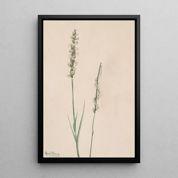 Mary Vaux Walcott - Nodding LadiesTresses Ibidium cernum.webp