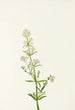 Gaillet du Nord Galium boreale - Mary Vaux Walcott — weergave van het kunstwerk