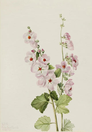 Mary Vaux Walcott - OrangeEye Globemallow Sphaeralcea davidsonii.webp