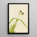 Orchidée Epidendrum cochleatum - Mary Vaux Walcott — ingelijst kunstwerk aan de muur