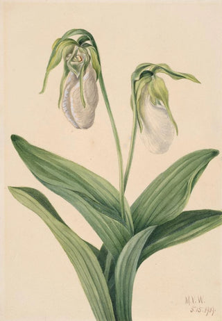 Mary Vaux Walcott - Pale Ladys Slipper Cypridedium acaule.webp