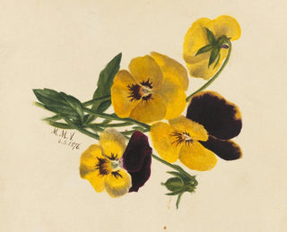 Mary Vaux Walcott - Pansies.webp