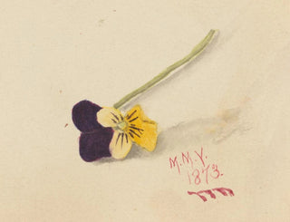 Mary Vaux Walcott - Pansy.webp