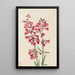 Penstémon de Parry Penstemon parryi - Mary Vaux Walcott — ingelijst kunstwerk aan de muur