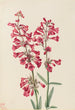 Penstémon de Parry Penstemon parryi - Mary Vaux Walcott — weergave van het kunstwerk