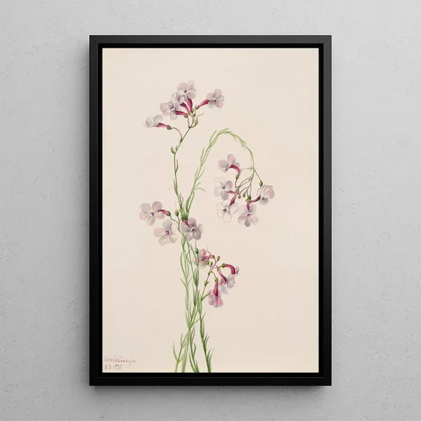 Mary Vaux Walcott - Pentstemon ambiguus.webp