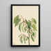 Virginie Diospyros virginiana - Mary Vaux Walcott — ingelijst kunstwerk aan de muur