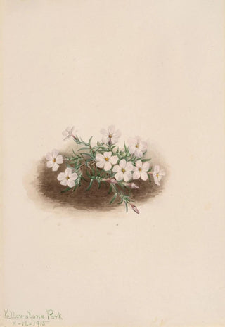 Mary Vaux Walcott - Phlox.webp