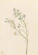 Aster des pinèdes Aster squarrosus - Mary Vaux Walcott — weergave van het kunstwerk