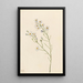Aster des pinèdes Aster squarrosus - Mary Vaux Walcott — ingelijst kunstwerk aan de muur