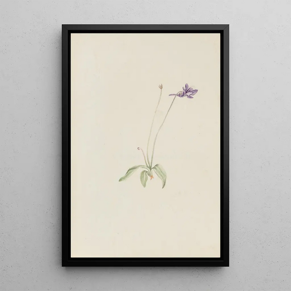 Mary Vaux Walcott - Pinguicula vulgaris.webp