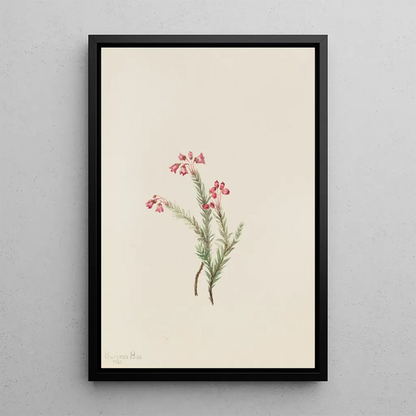 Mary Vaux Walcott - Pink Heather Phyllodoce empetriformis.webp