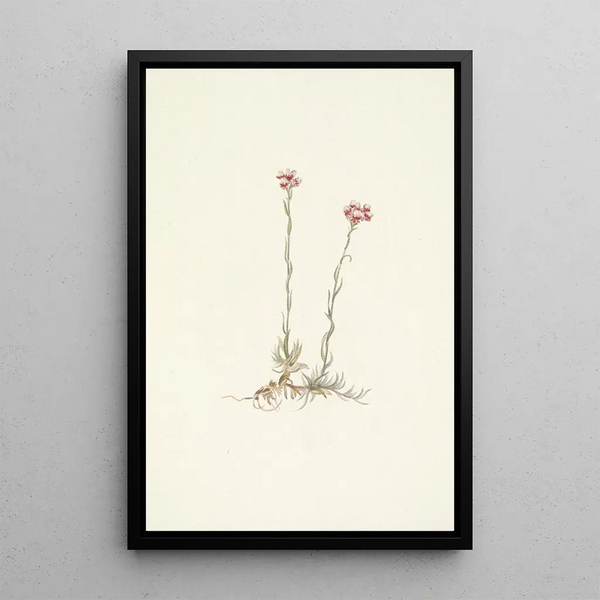 Mary Vaux Walcott - Pink Pussytoes Antennaria rosea.webp