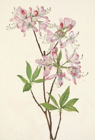 Mary Vaux Walcott - Pinkshell Azalea Azalea vaseyi.webp