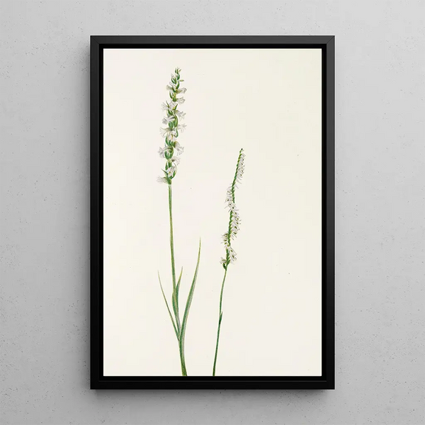 Mary Vaux Walcott - Pitcherplant Sarracenia purpurea.webp