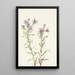 Aster des prairies Aster campestris - Mary Vaux Walcott — ingelijst kunstwerk aan de muur