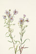 Aster des prairies Aster campestris - Mary Vaux Walcott — weergave van het kunstwerk