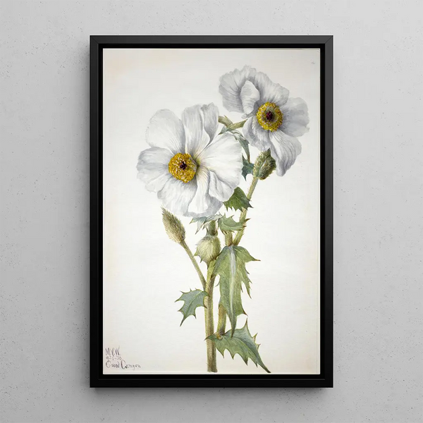 Mary Vaux Walcott - Prickly Poppy Argemone hispeda.webp