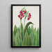 Primevère Primula parryi - Mary Vaux Walcott — weergave van het kunstwerk